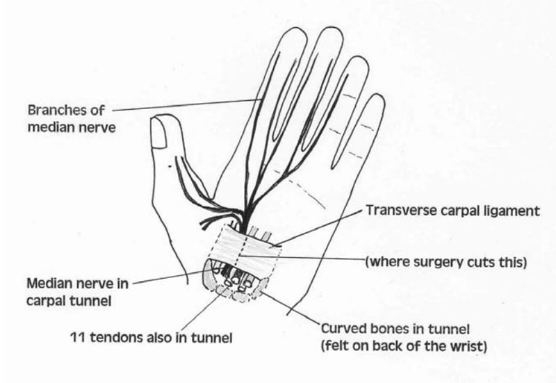 Hand & wrist anatomy
